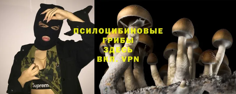 Псилоцибиновые грибы Psilocybine cubensis Красноармейск